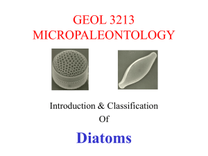 321-18-Diatoms02