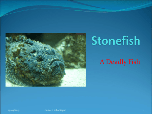 Stonefish - mindreadersinrehab