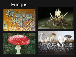 Fungi - How Biology Works