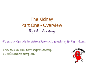 Kidney: Overview