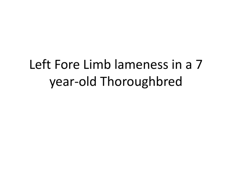 left-fore-limb-lameness-in-a-7-year-old-thoroughbred