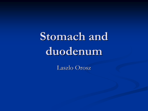 Stomach and duodenum