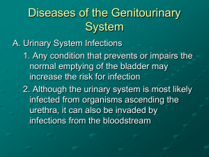 Diseases of the Genitourinary System PowerPoint
