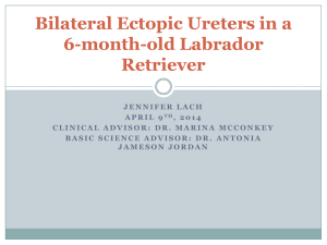 Lach-Jennifer ppt 2014 Final Bilateral Ectopic Ureters