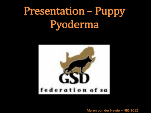 Puppy Pyoderma - Weidenstrasse