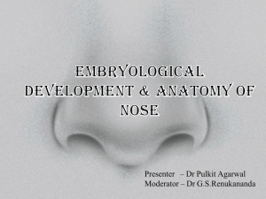 Anatomy and Embryology of Nose