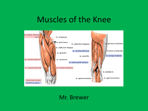 Muscles of the Knee