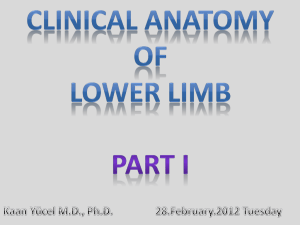 Clinical Anatomy of Lower Limb Part 1
