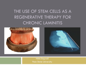 The use of stem cells as a regenerative therapy for chronic laminitis