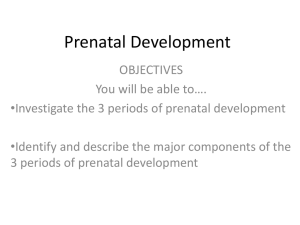 Prenatal Periods of Development