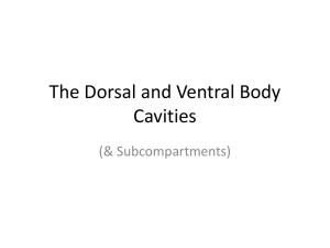 dorsal body cavity