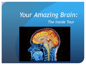Your Amazing Brain: