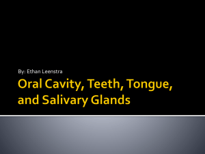 Oral Cavity, Teeth, Tongue, and Salivary Glands