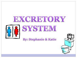 The Excretory System_8C