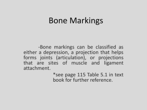 Bone Markings - Coudersport Area School District