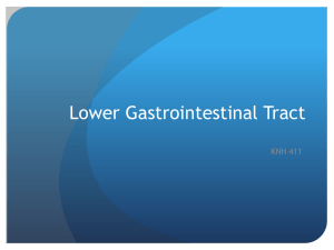Lower Gastrointestinal Tract