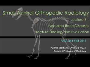 Bone Response to Disease VM855 Orthopedics Lecture 1