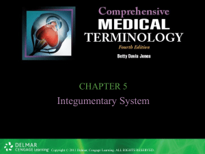 Integumentary System