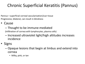 Chronic Superficial Keratitis (Pannus)