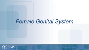 Female Genital System - Network Learning Institute