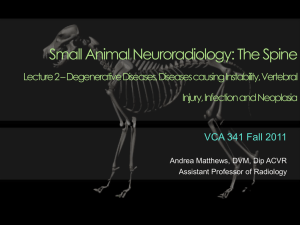 Small Animal Neuroradiology: The Spine