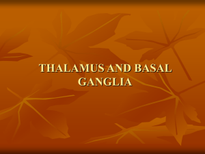 THALAMUS AND BASAL GANGLIA
