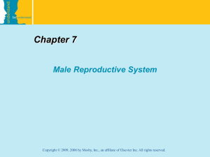 Chapter 7 Male Reproductive System