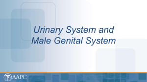 Ch12-UrinarySystemMa..