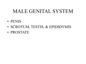 מערכת המין הזכרית