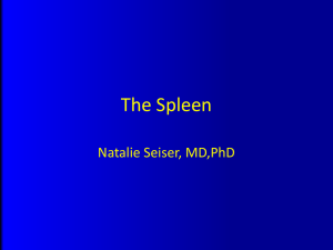 The Spleen - UCSF School of Medicine