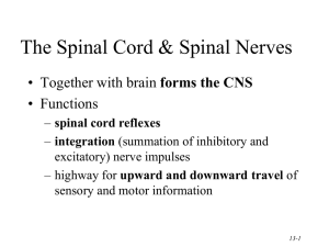 Spinal cord, plexuses, reflexes, tracts