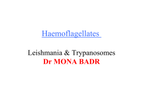 L9- hemoflagellates-2014-mona