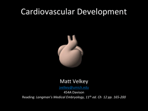 Embryology04-CardiovascularSystem