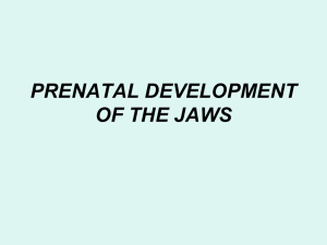 prenatal development of the jaws