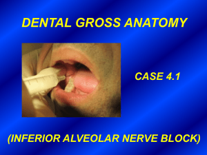 Inferior alveolar n. (cut)