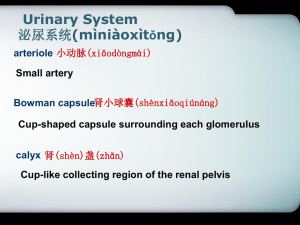 Urinary System 泌尿系统(mìniàoxìtǒng)