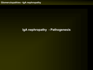 Glomerulopathies –IgA nephropathy IgA nephropathy