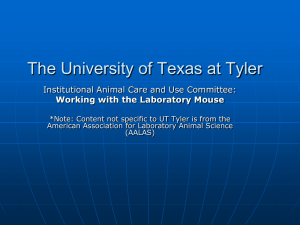 Working with Laboratory Mouse - The University of Texas at Tyler