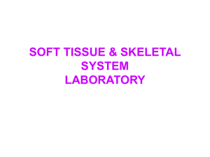 lab-skeletal-muscle