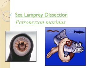 Sea Lamprey Dissection