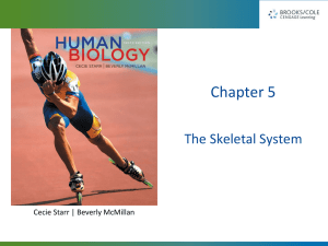 Bio 20 Ch 5 The Skeletal System - Holly H. Nash