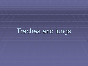 Trachea and lungs