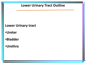 Lower Urinary Tract