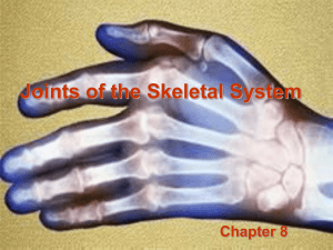 Joints of the Skeletal System - Bio-Guru