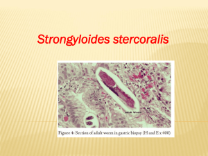 Strongyloides stercoralis