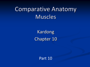 Comparative Anatomy Muscles & Digestive Sytem