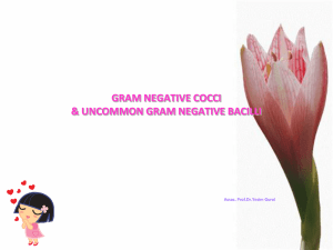 Gram negative cocci