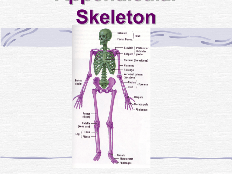 which appendicular bones have a styloid process