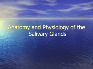 anatomy-and-physiology-of-the-salivary-gland