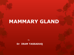 MAMMARY GLAND